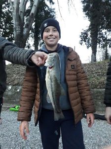 Largemouth Bass