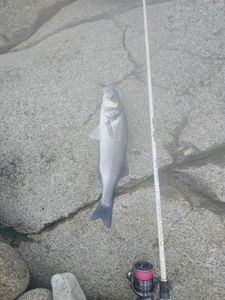 European Bass (Seabass)