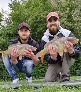 Common Carp