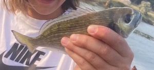 Gilthead Seabream