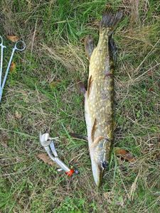 Northern Pike