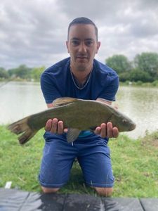 Tench