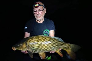 Common Carp
