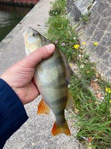 European Perch