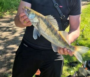 Zander