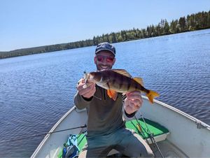 European Perch