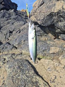 Mackerel