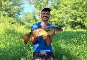 Common Carp