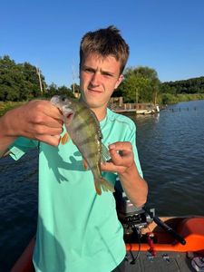 European Perch