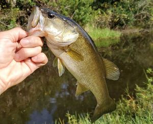 Largemouth Bass