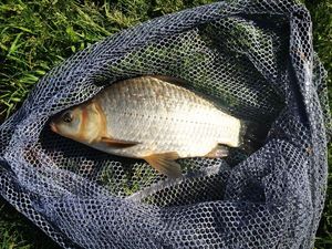 Crucian Carp