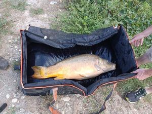 Leather Carp