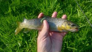 Brown Trout