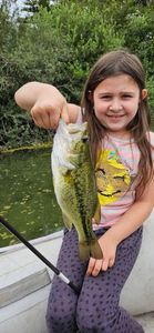 Largemouth Bass