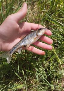 Gudgeon
