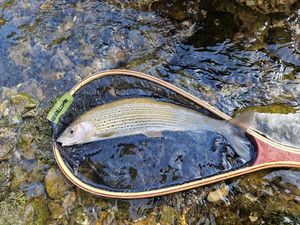 Grayling