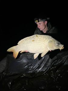 Koï Fish