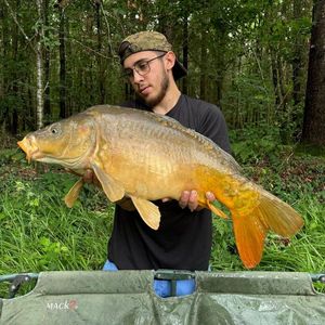 Mirror Carp