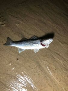 European Bass (Seabass)