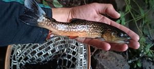 Tiger Trout