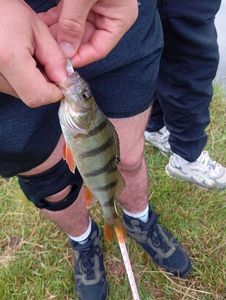 European Perch
