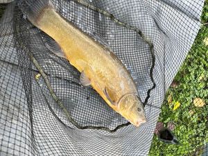 Tench