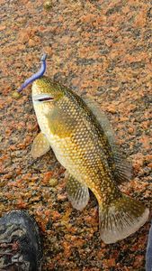 Ballan Wrasse