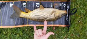 Common Carp