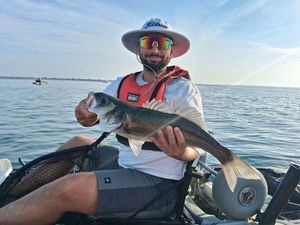 European Bass (Seabass)