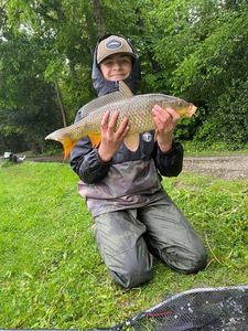 Common Carp