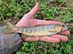 Brown Trout