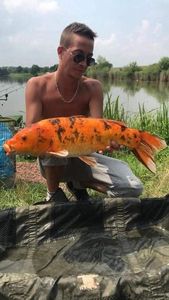 Koï Fish