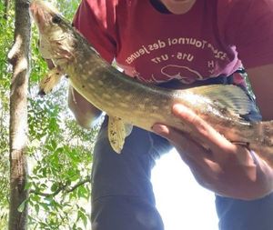 Northern Pike