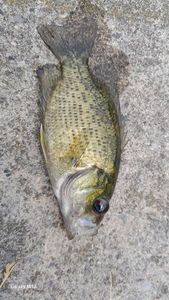 Smallmouth Bass