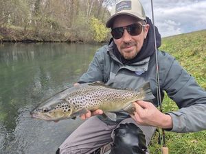Brown Trout