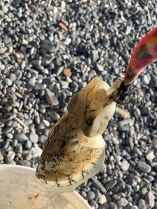 Common Cuttlefish
