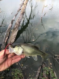 Largemouth Bass