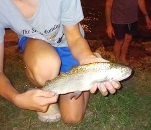 Rainbow Trout