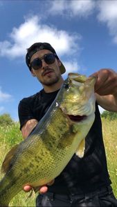 Largemouth Bass