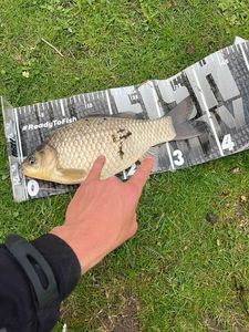 Crucian Carp