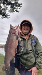 Rainbow Trout