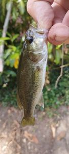 Largemouth Bass