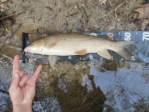 Barbel