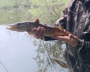 Northern Pike