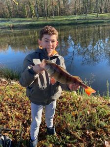 European Perch