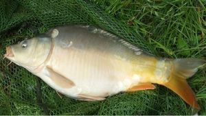 Mirror Carp