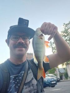 European Perch