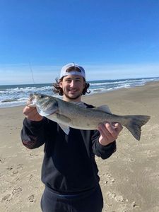 European Bass (Seabass)