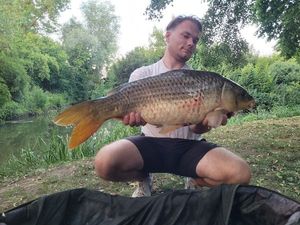 Common Carp