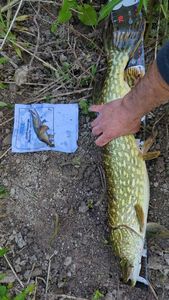 Northern Pike